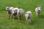 Cừu nhà