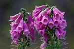 Digitalis purpurea