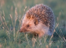 Eastern Hedgehog