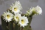 Echinopsis sp.