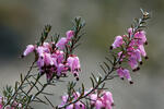 Erica carnea