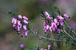 Erica herbacea