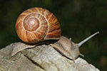 Escargot de Bourgogne