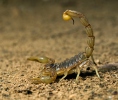 Escorpión común