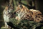 Euraziatische lynx