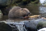 European Beaver