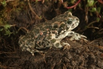 European Green Toad