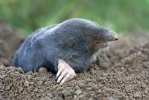 European Mole