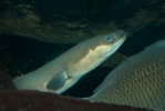 Europeisk ål