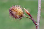 Fagus sylvatica