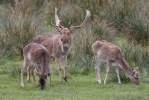 Fallow deer