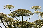 Giant Hogweed