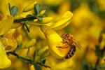 Ginesta d'escombres