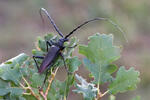 Great Capricorn Beetle