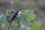 Great Capricorn Beetle