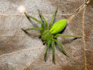 Green Huntsman Spider