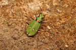 Green Tiger Beetle