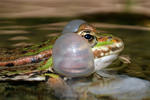 grenouille comestible