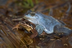 Grenouille des champs