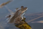 Grenouille rousse