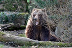 Grizzly Bear