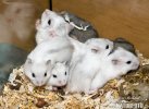 Hamster kerdil putih Rusia