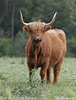 Highlander razza bovina