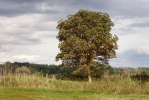 Horsechestnut