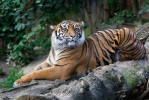 Hổ Sumatra