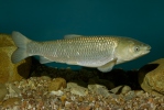 Ikan Kap Rumput