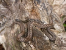 Keresztes vipera