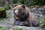 Kuzey Amerika boz ayısı