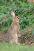 Lapin de garenne