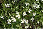 Lesser Stitchwort