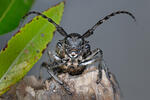 Long-Horned Beetle