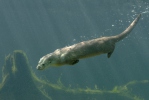 Loutre d'Europe