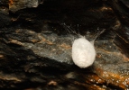 Luola-aukkohämähäkki