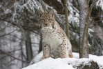 Lynx boréal