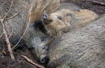 Lợn rừng