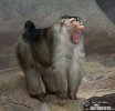 Macaco de cua de porc meridional