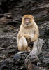 Macaque berbère