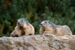 Marmotte des Alpes