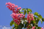 Marronnier à fleurs rouges