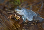 Močvarna smeđa žaba
