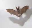 Morcego-orelhudo-castanho