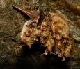 Murciélago ratonero grande