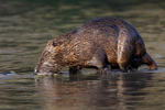 Myocastor coypus