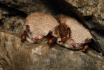 Myotis daubentonii