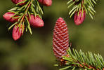 Norway Spruce