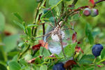 Nursery Web Spiders